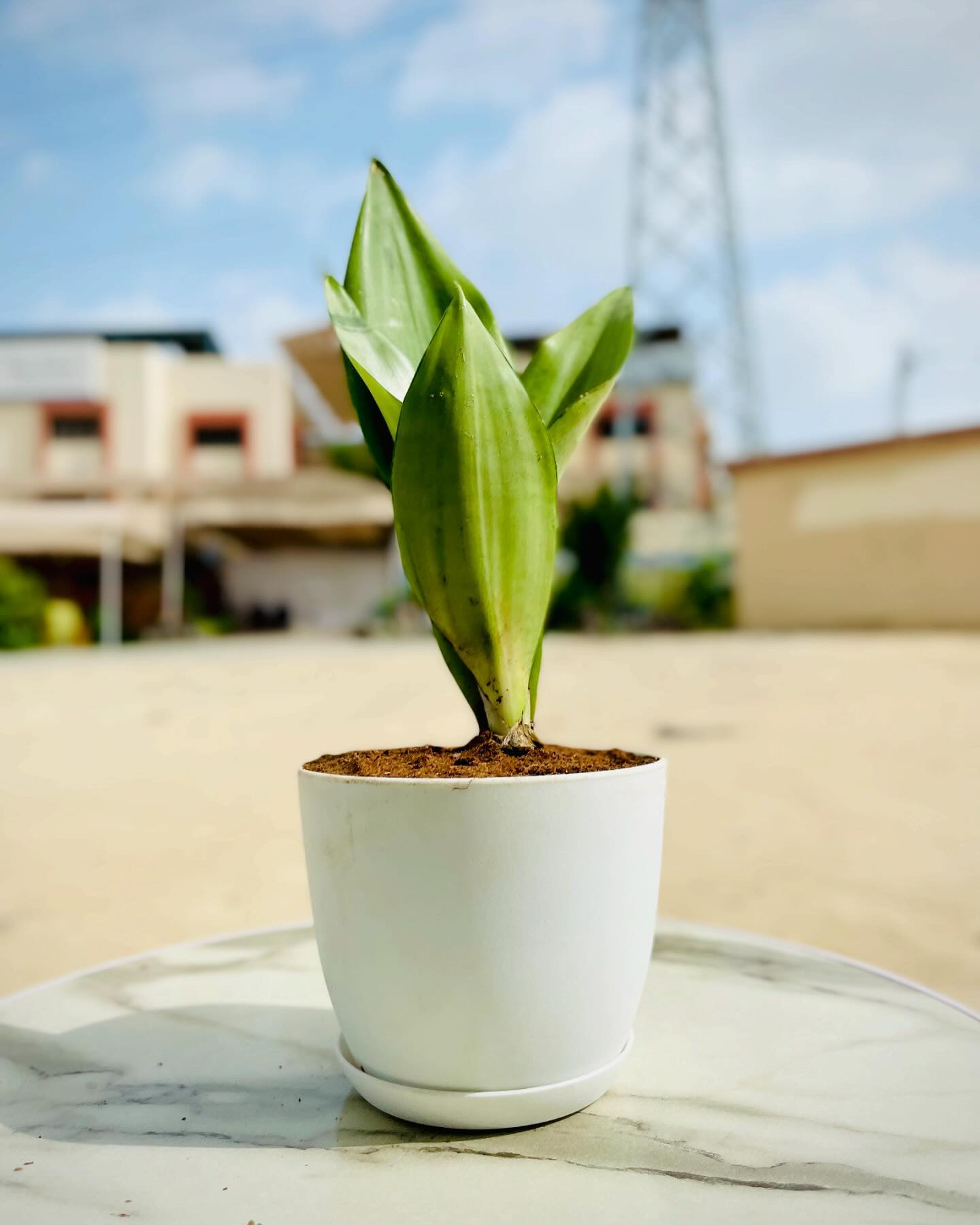 Snake Moonshine Plant with Everyday Pot