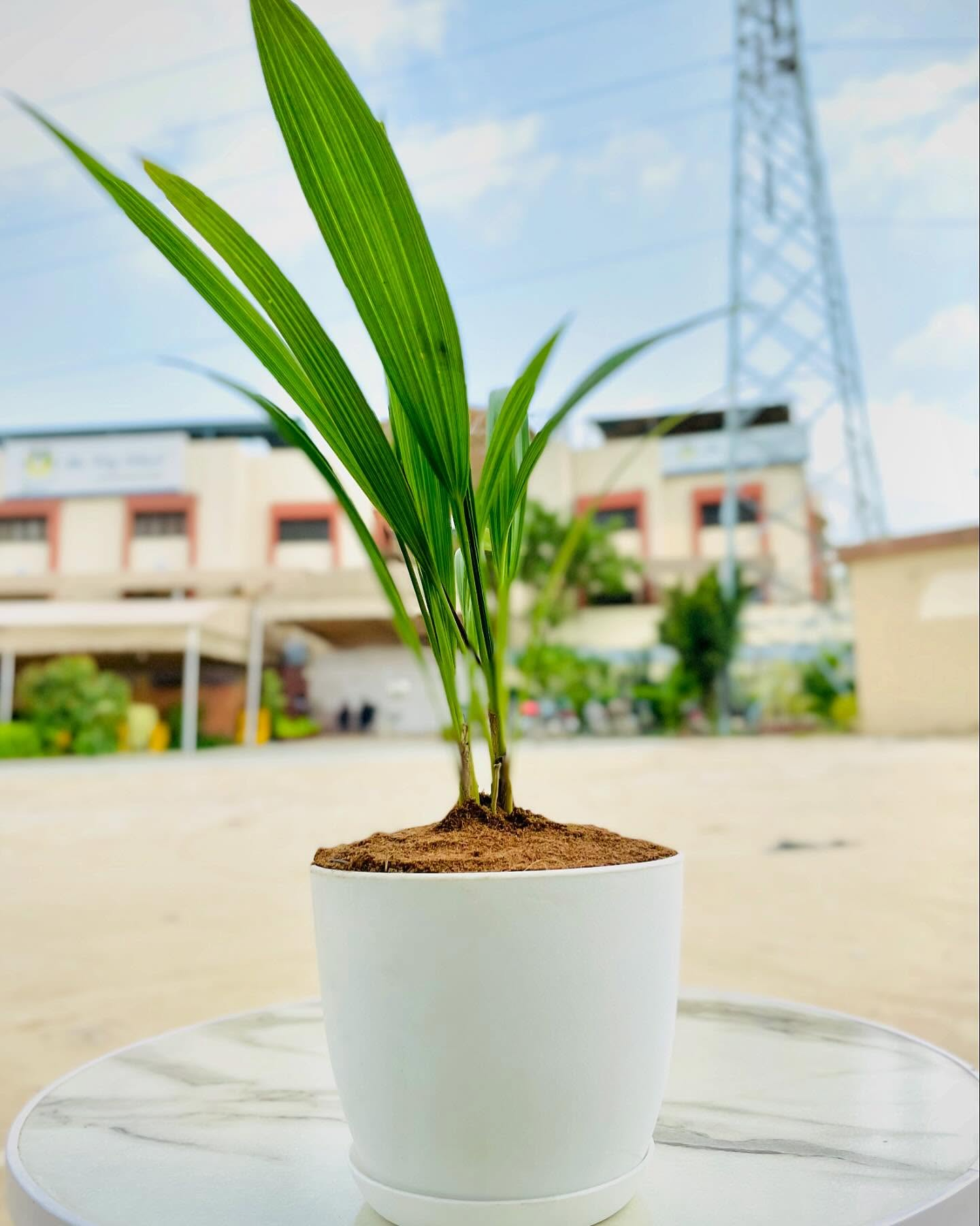 China Plam Plant with Everyday Pot