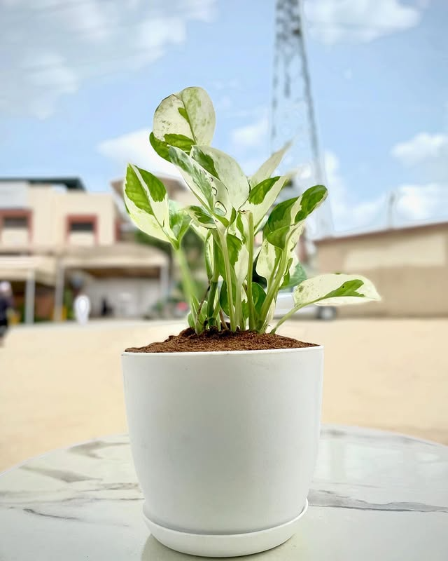 Money N'Joy Plant with Everyday Pot