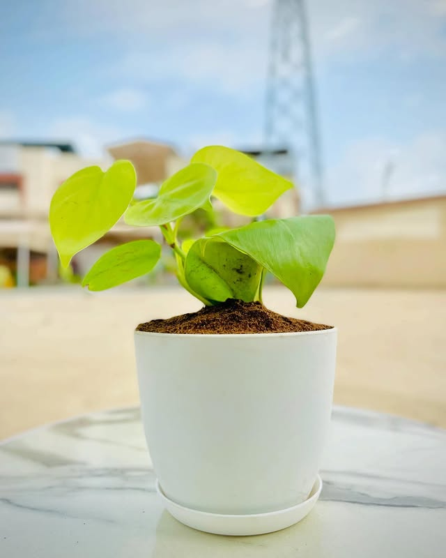 Golden Money Plant with Everyday Pot