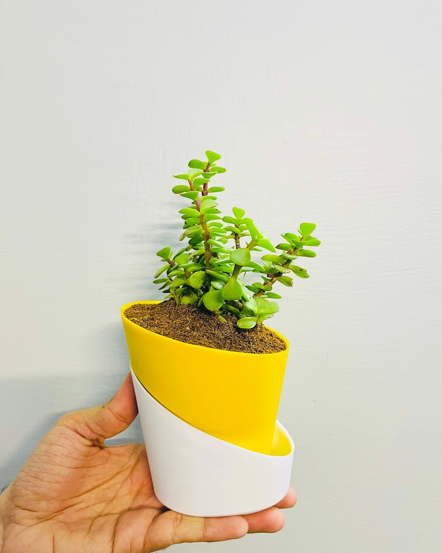 Jade Plant With Atlantis Self Watering Pot: Lucky Plant