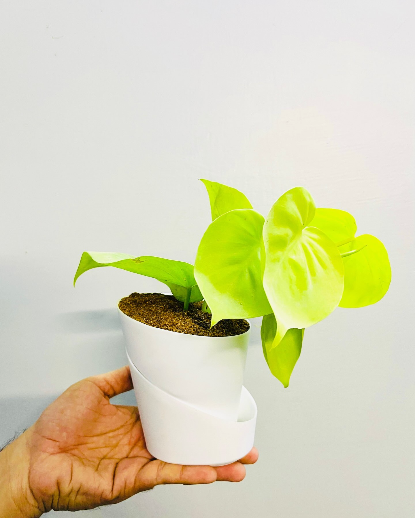 Golden Money Plant With Atlantis Self Watering Pot