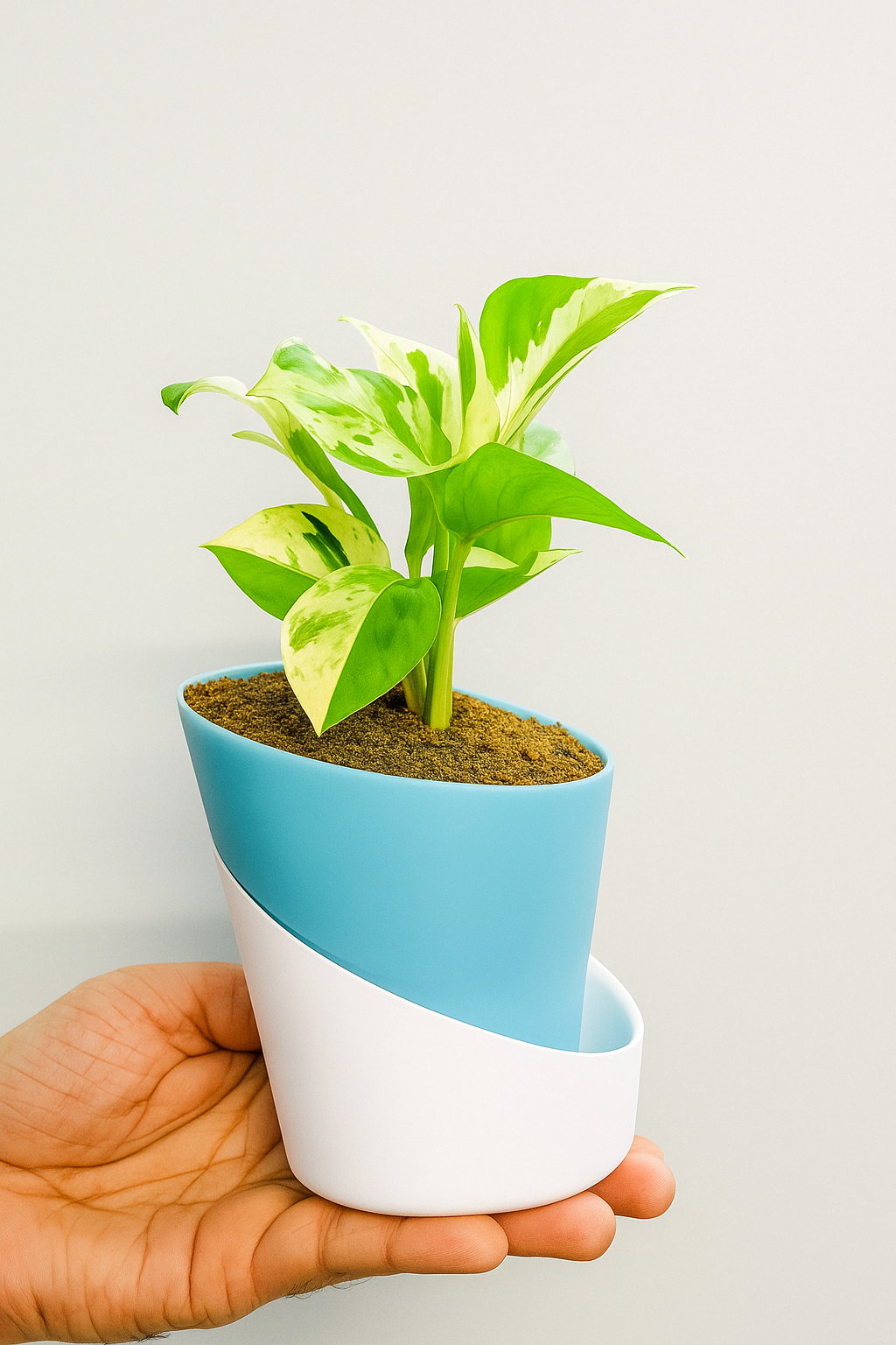 Money Plant N'Joy