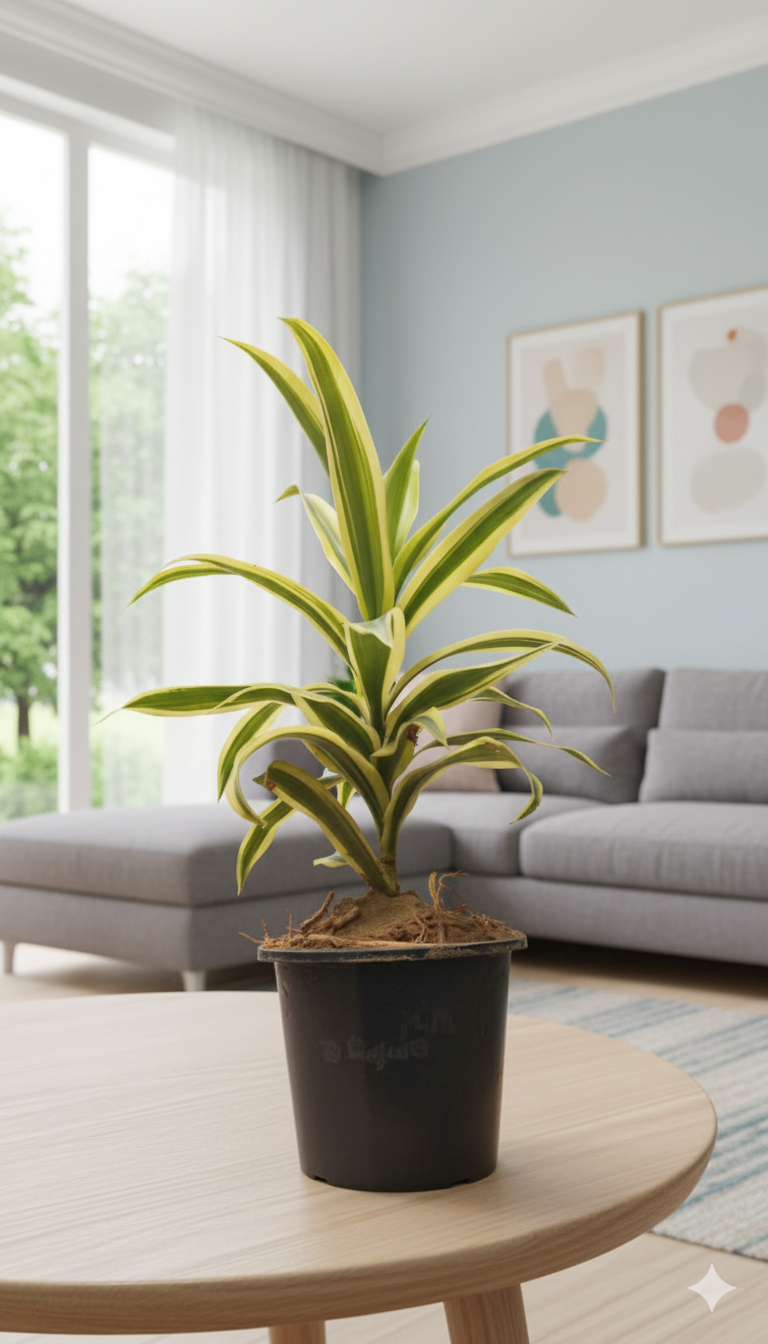 Dracaena reflexa (Song of India) Plant with Square Self-Watering Pot