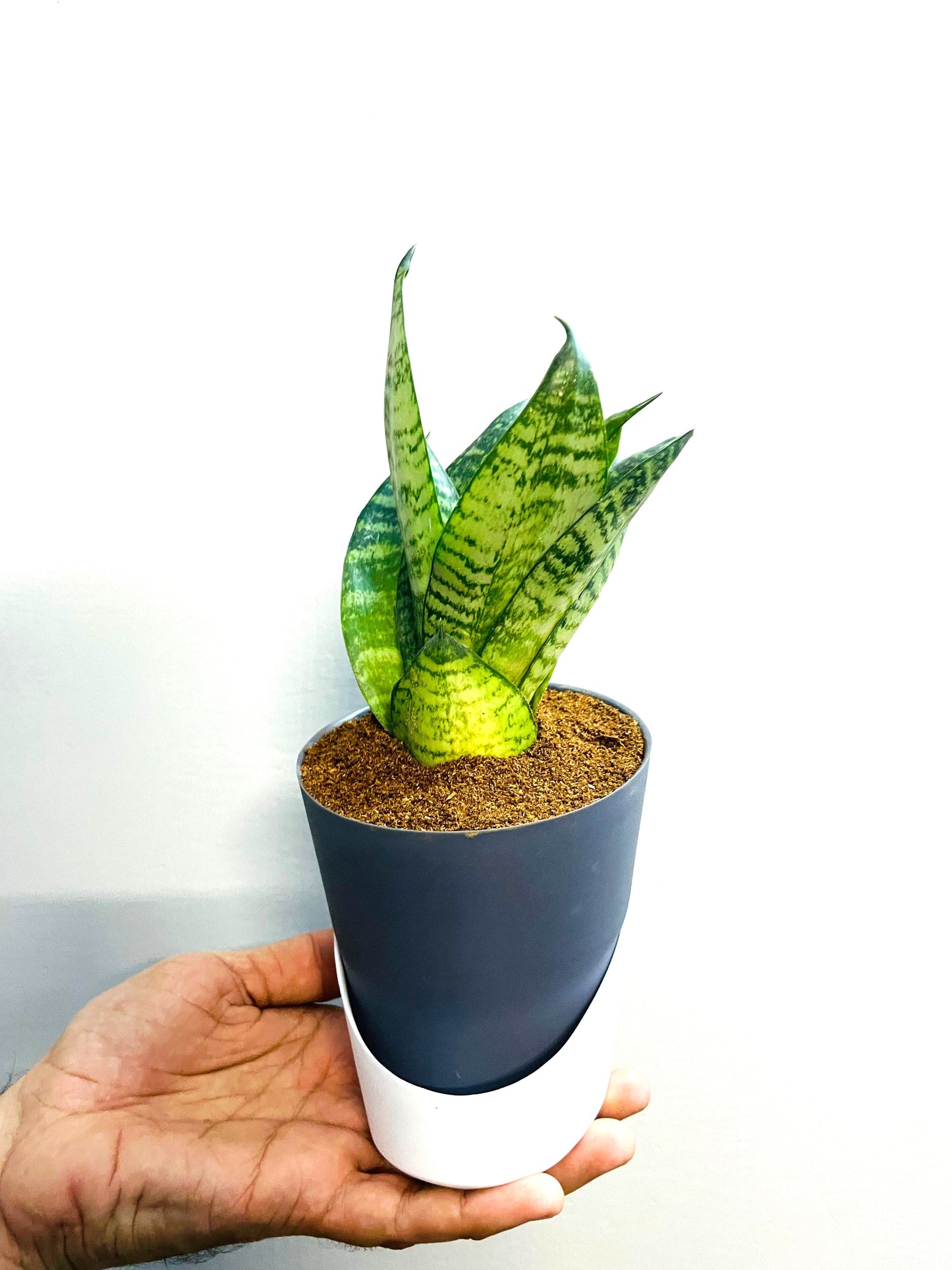 Sansevieria Green Snake Plant With Atlantis Self Watering Pot