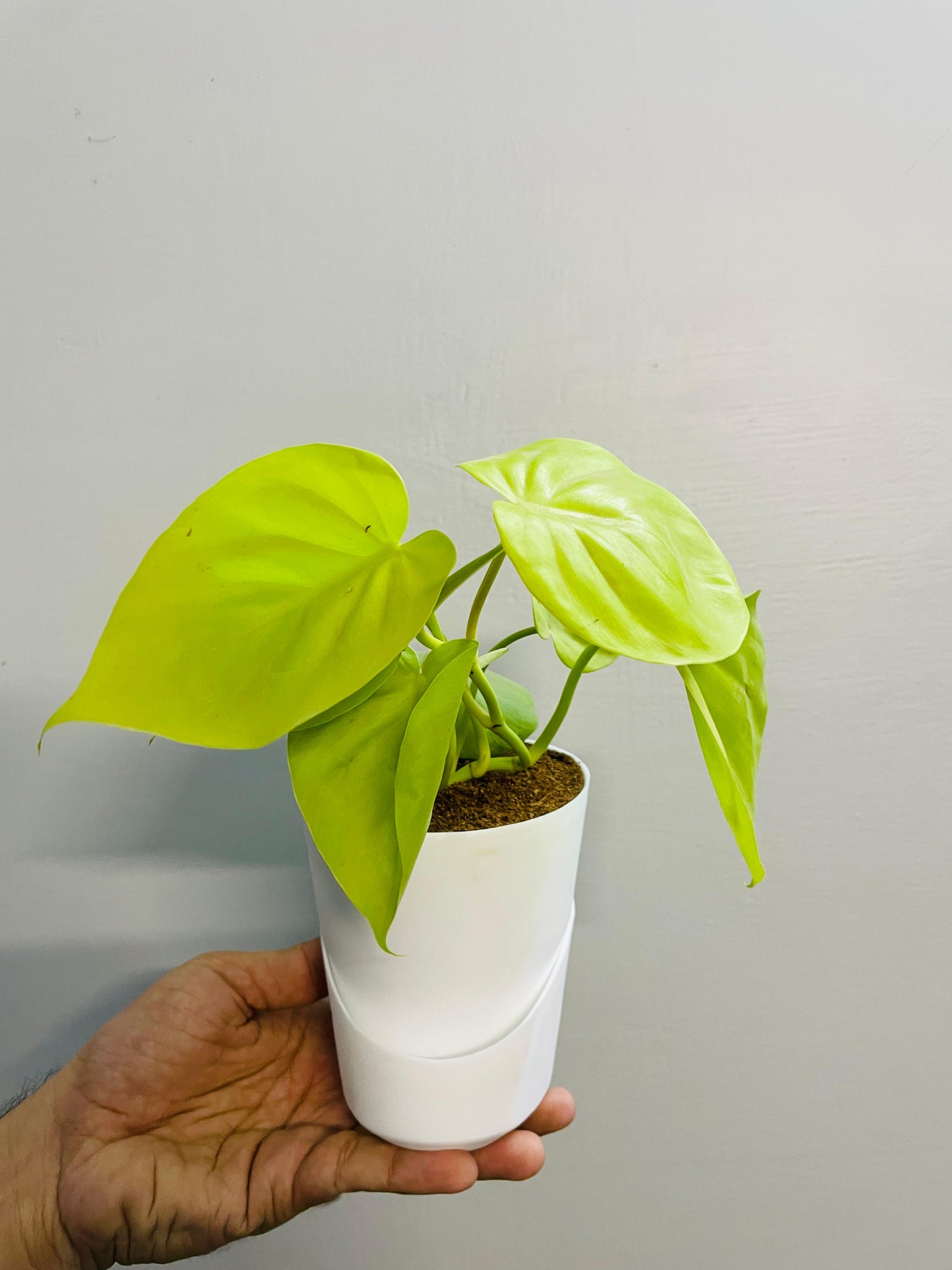 Golden Money Plant With Atlantis Self Watering Pot