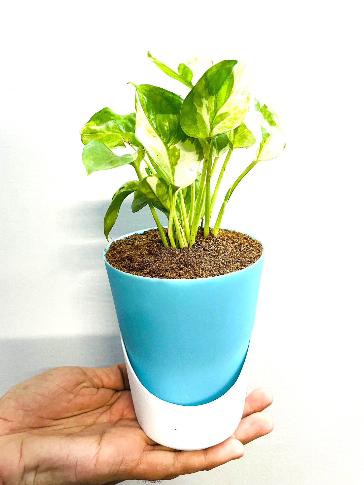 Money Plant N'Joy With Atlantis Self Watering Pot