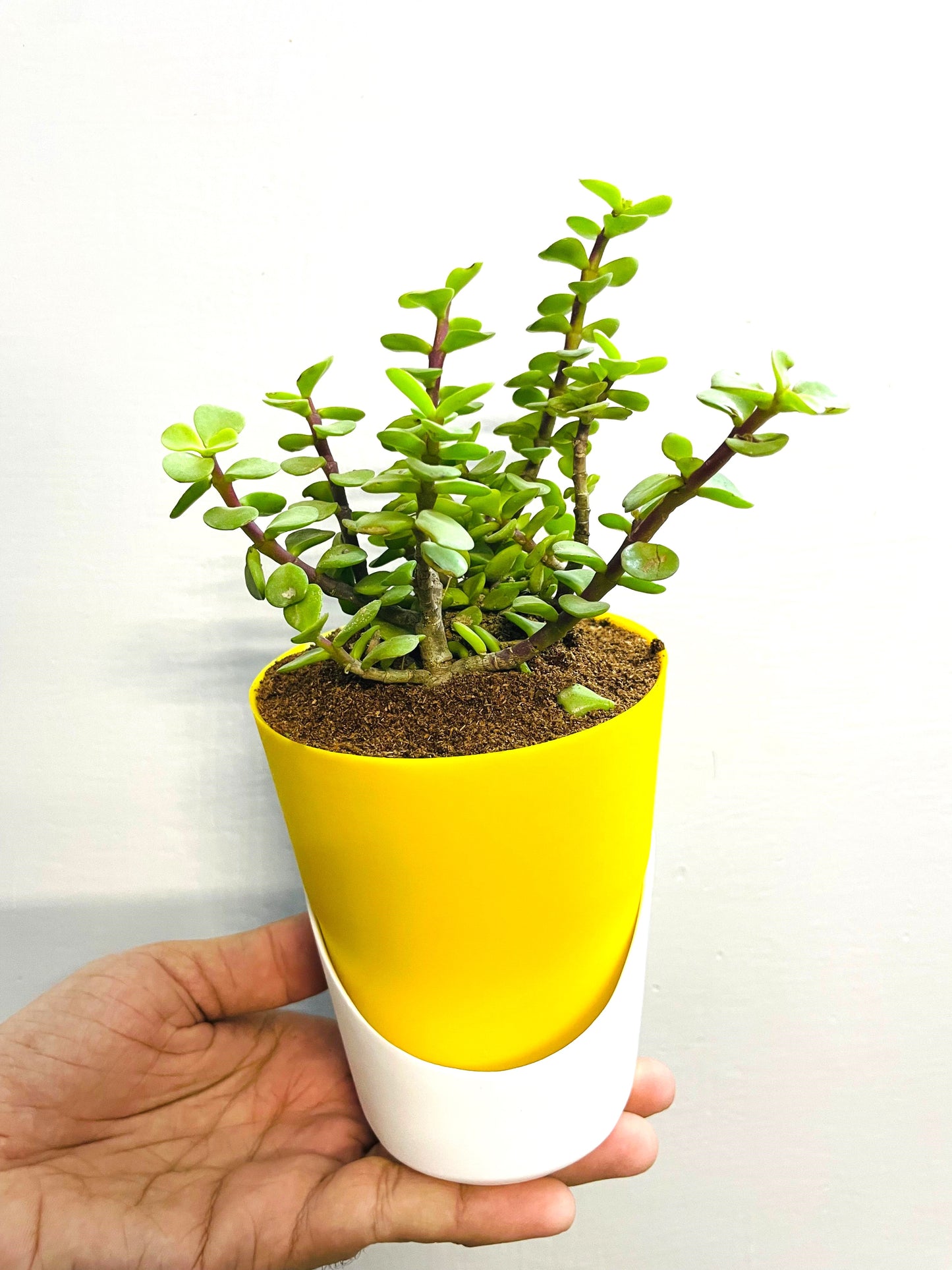 Jade Plant With Atlantis Self Watering Pot: Lucky Plant
