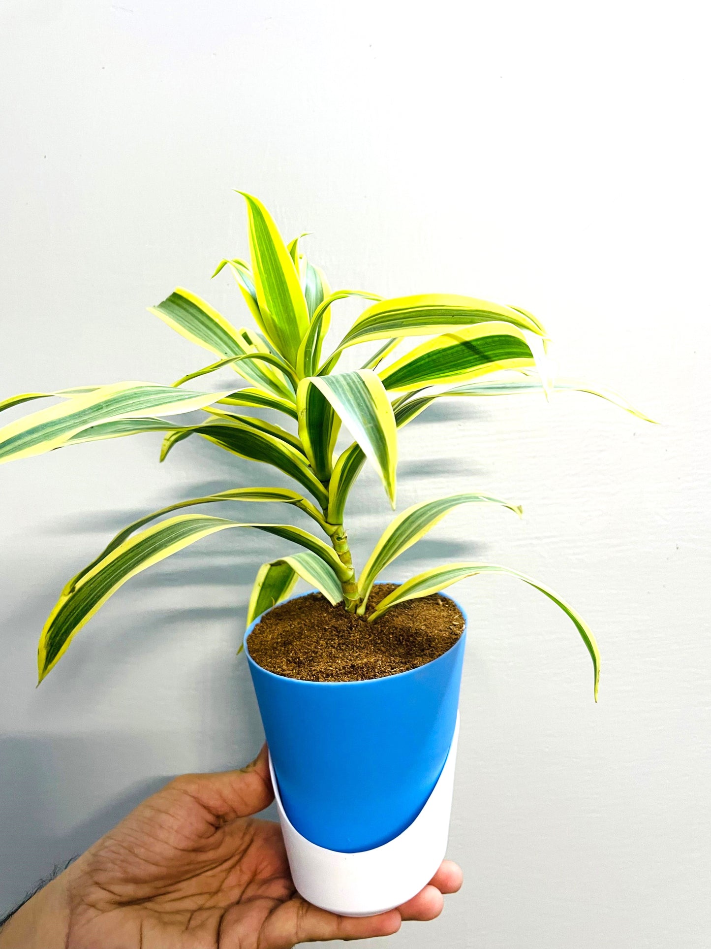 Dracaena reflexa (Song of India) Plant With Atlantis Self Watering Pots