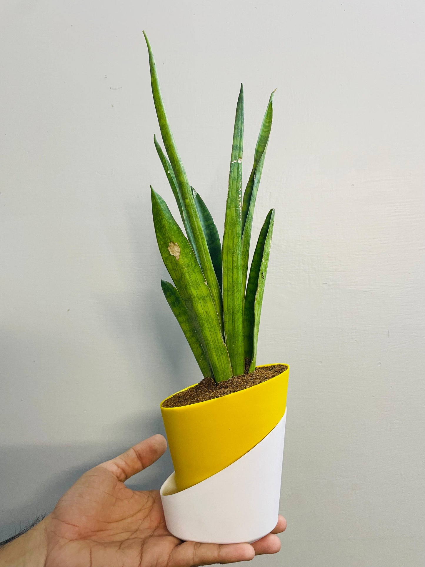 Sansevieria Dragon Claw With Atlantis Self Watering Pot