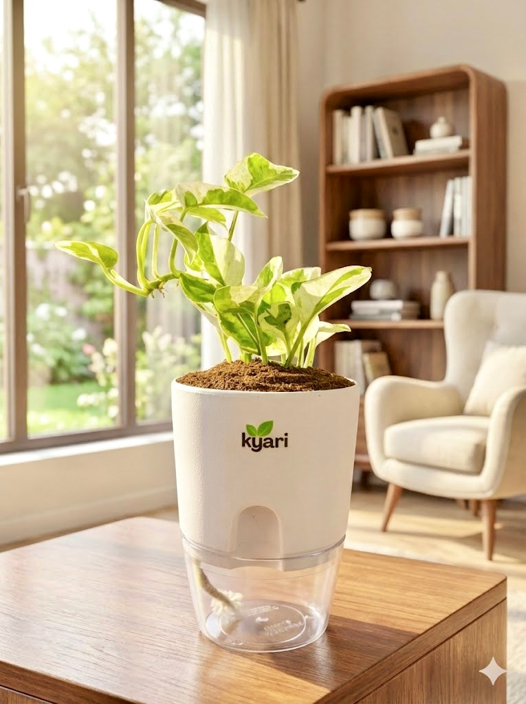 Money Plant N'Joy with Round Self-Watering Pot