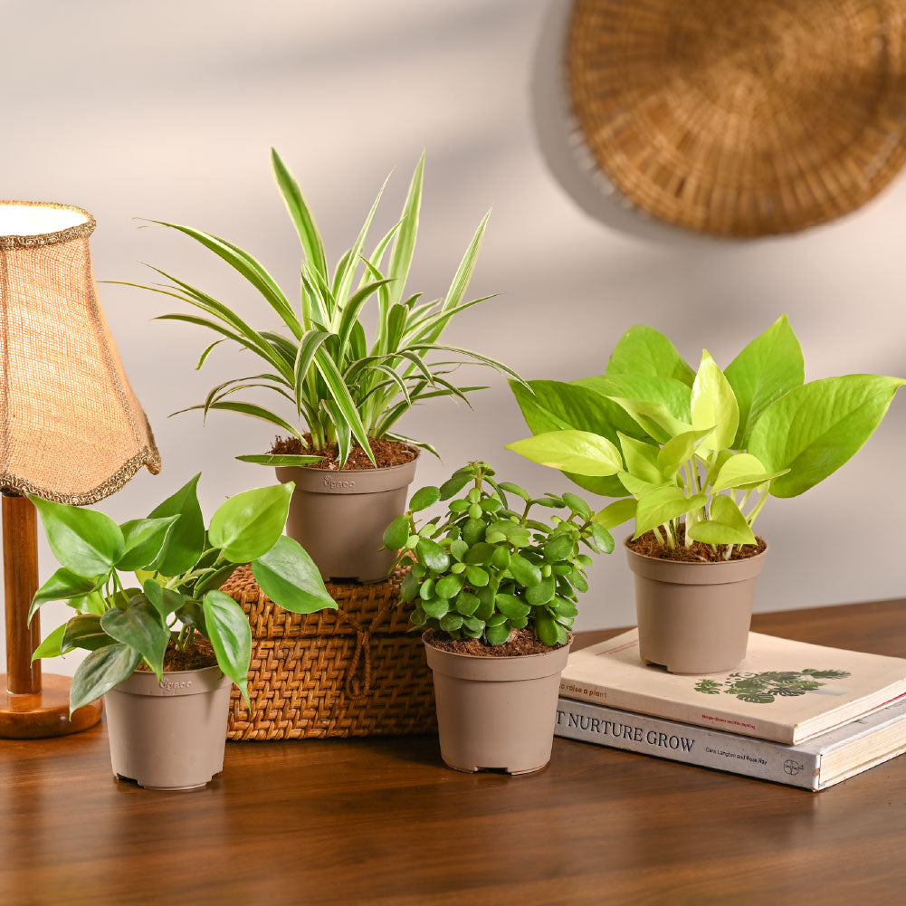 air purifying plants for bedroom Set of 4 Air Purifying Indoor Plant Bundle for Home – Kyari