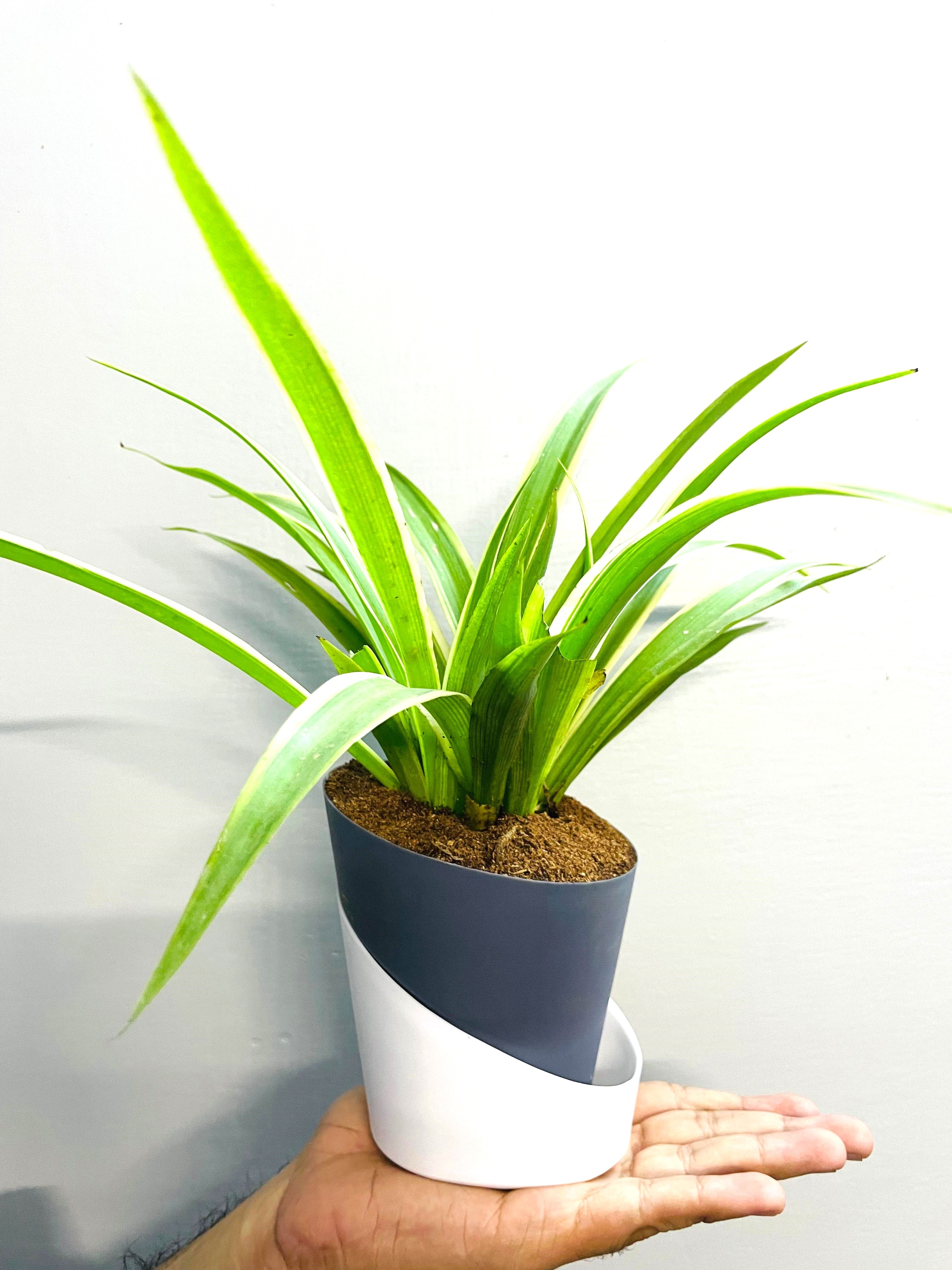 spider plant in self watering pot Spider Plant With Atlantis Self Watering Pot