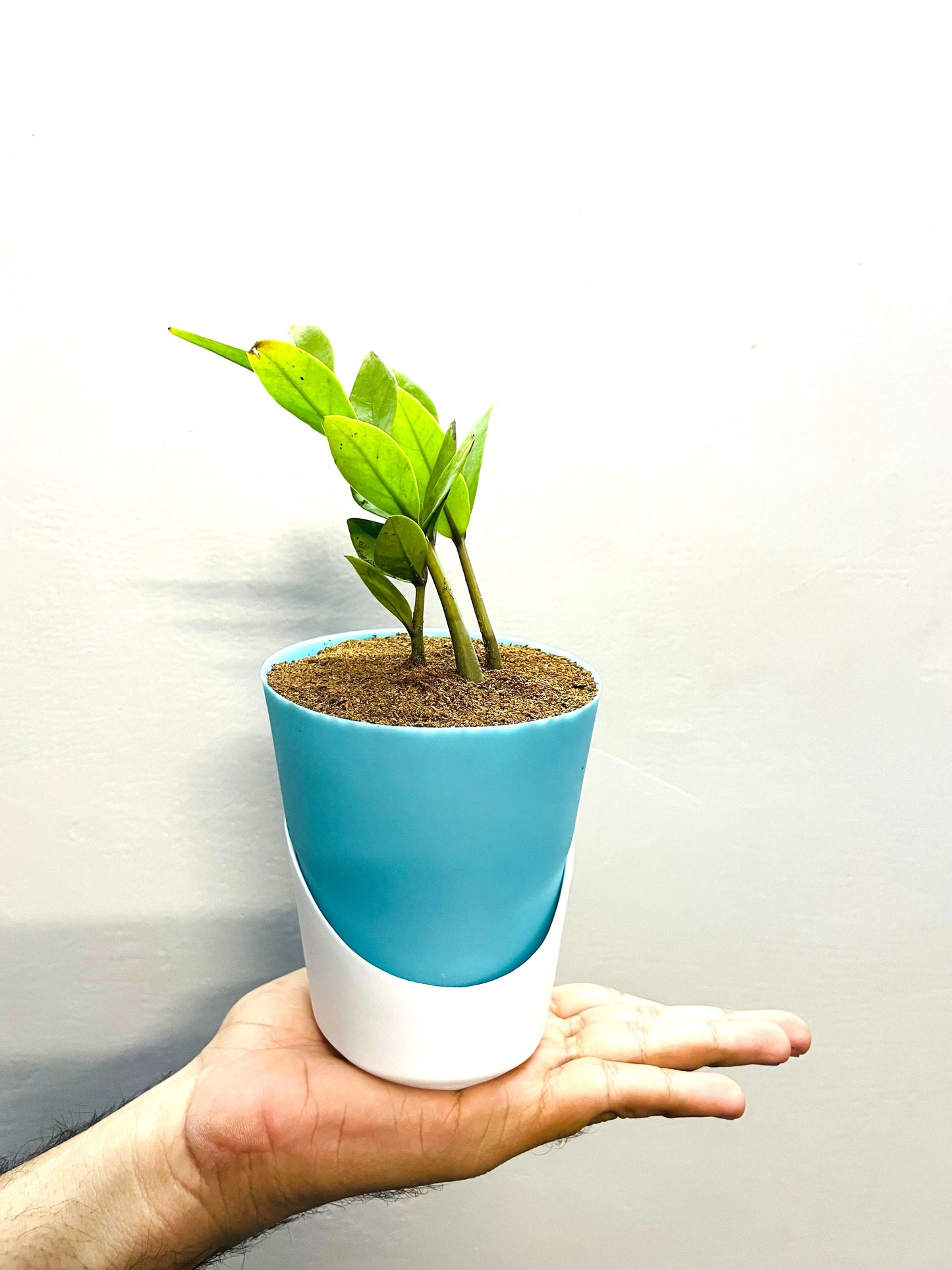 Zamioculcas Zamiifolia-Zamia (ZZ) Plant With Atlantis Self Watering Pot