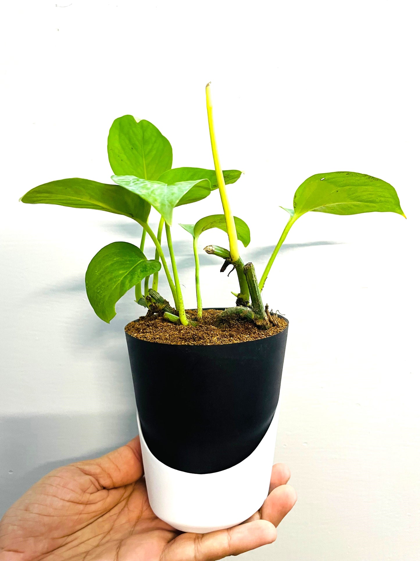Money Plant With Atlantis Self Watering Pot
