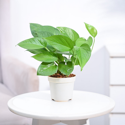Money Plant
