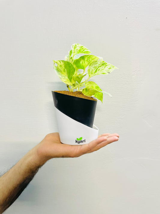 Money Plant Marble Queen With Atlantis Self Watering Pot