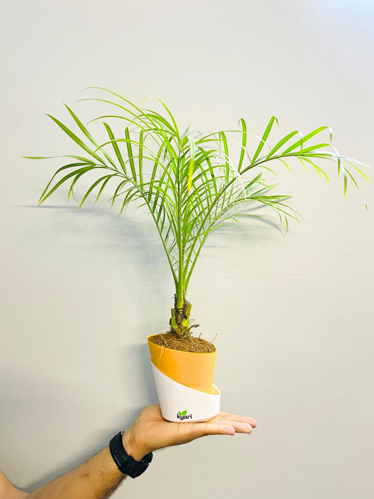 Phoenix Palm With Atlantis Self Watering Pot