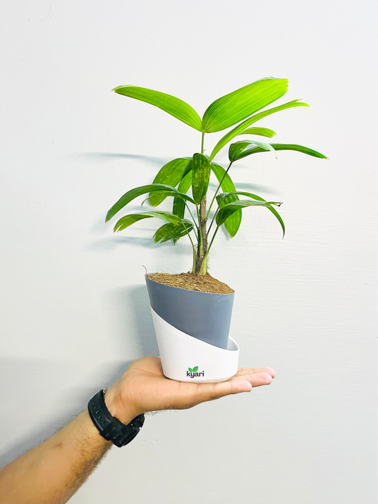 Lady Palm With Atlantis Self Watering Pot