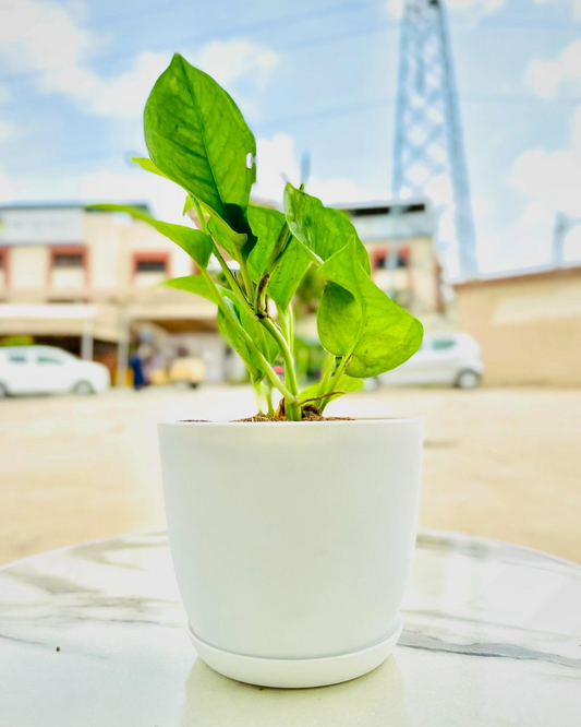 Money Plant With Everyday Pot