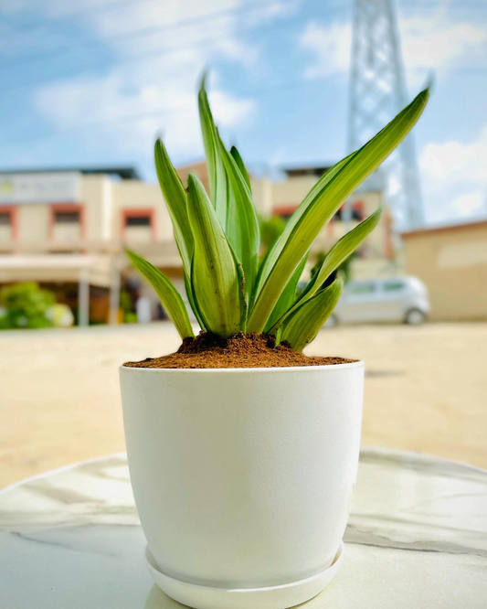 Agave Plant with Everyday Pot