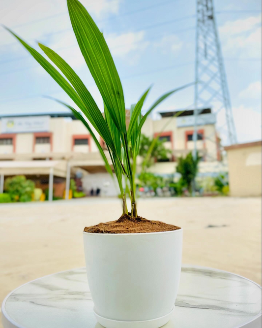 China Plam Plant with Everyday Pot