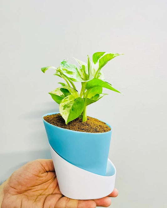 Money Plant N'Joy With Atlantis Self Watering Pot