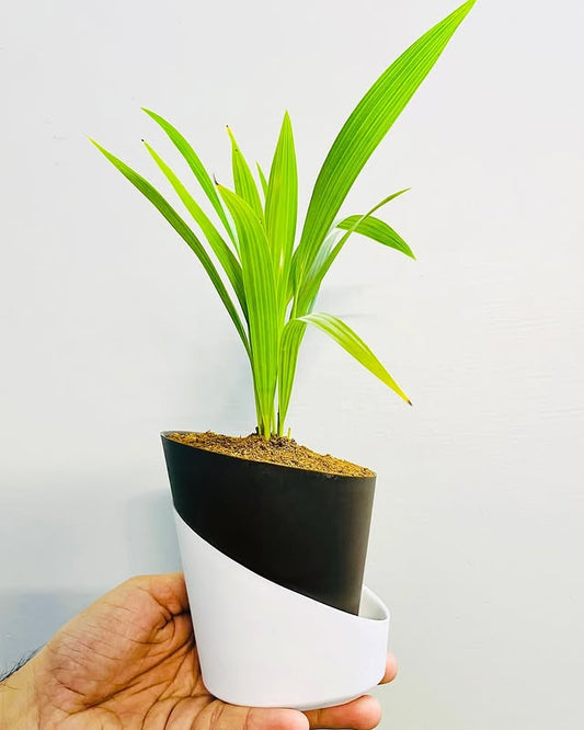 China Palm Plant With Atlantis Self Watering Pot