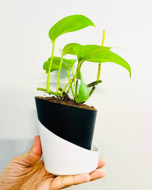 Money Plant With Atlantis Self Watering Pot