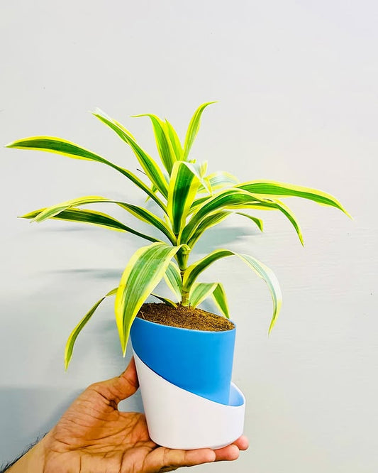 Dracaena reflexa (Song of India) Plant With Atlantis Self Watering Pots