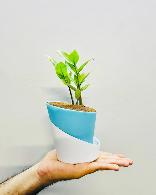 Zamioculcas Zamiifolia-Zamia (ZZ) Plant With Atlantis Self Watering Pot