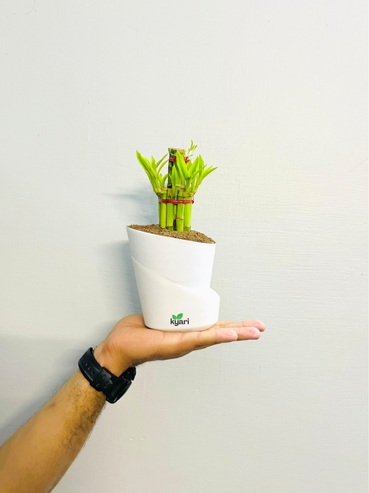 Bamboo 2 Layer Live Indoor Plant With Atlantis Self Watering Pot
