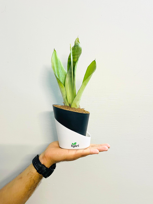 Sansevieria Moonshine (Snake Moonshine) Plant With Atlantis Self Watering Pot
