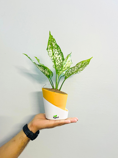 Aglaonema Chinese Evergreen Plant With Atlantis Self Watering Pot