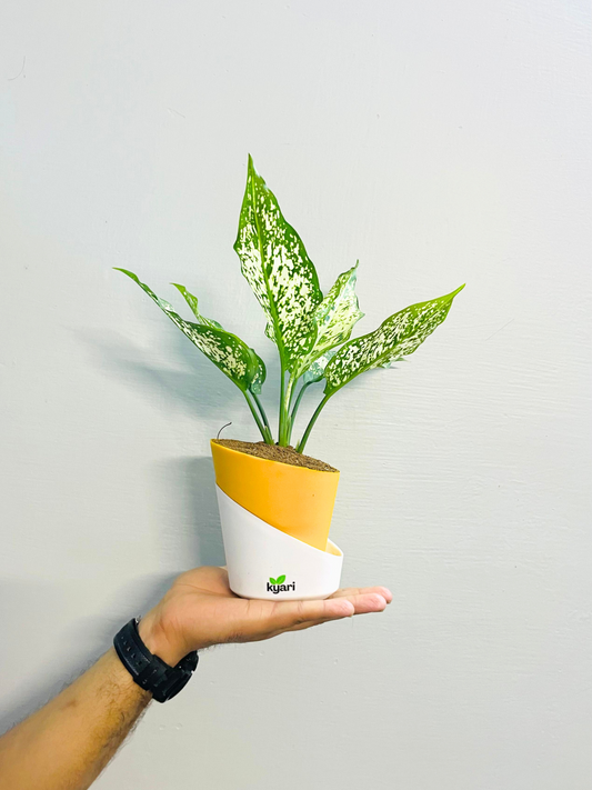 Aglaonema Chinese Evergreen Plant With Atlantis Self Watering Pot
