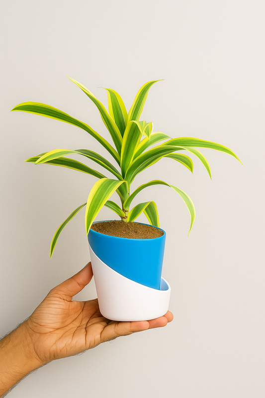 Dracaena Reflexa (Song of India) Plant With Atlantis Self-Watering Pot