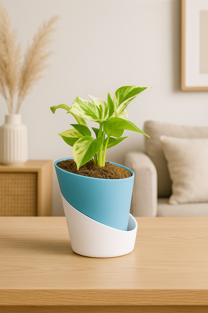 Money Plant N'Joy