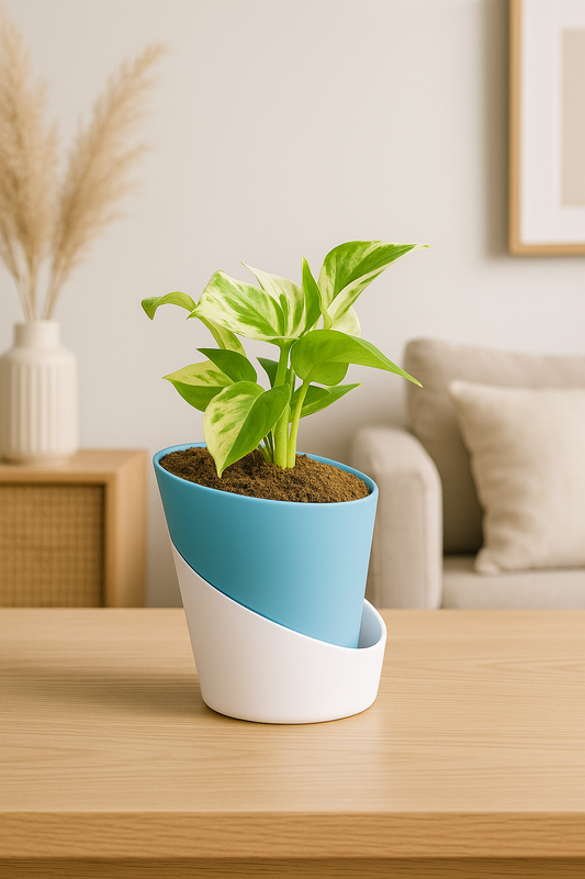 Money Plant N'Joy
