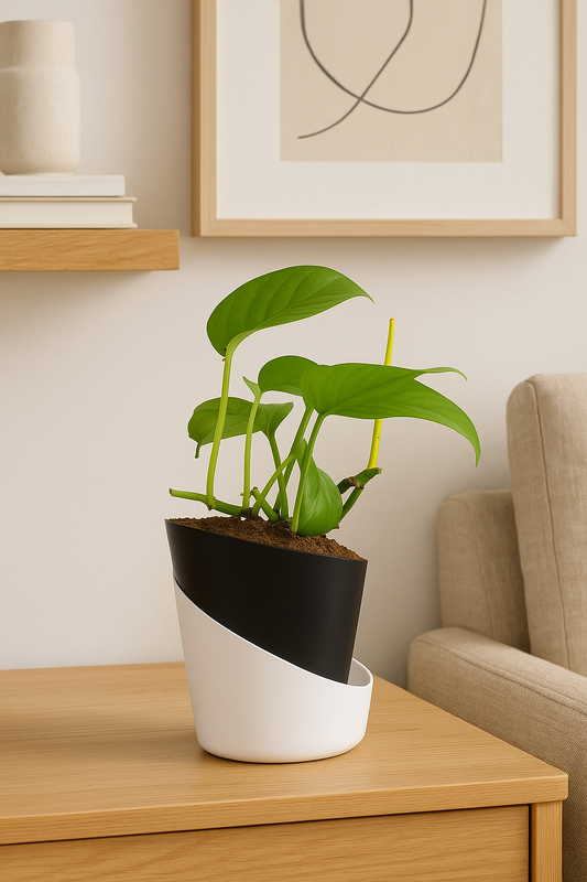 Money Plant with Atlantis Self-Watering Pot