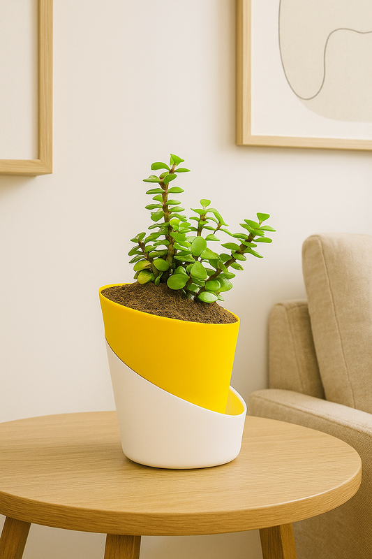 Jade Plant: Lucky Plant With Atlantis Self Watering Pot