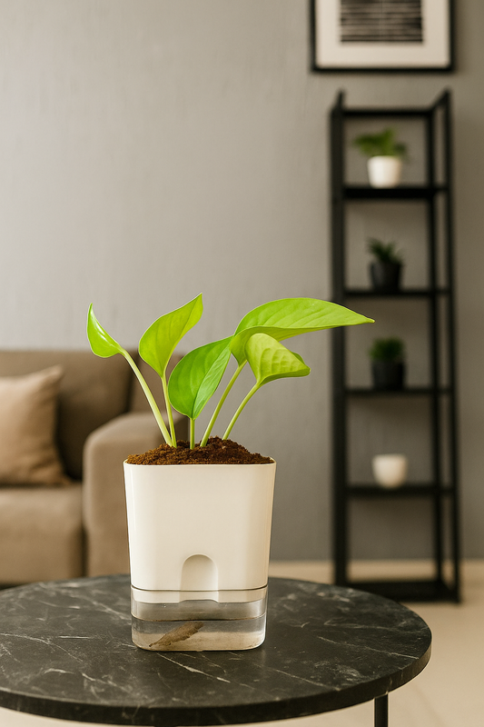 Money Plant with Square Self Watering Pot