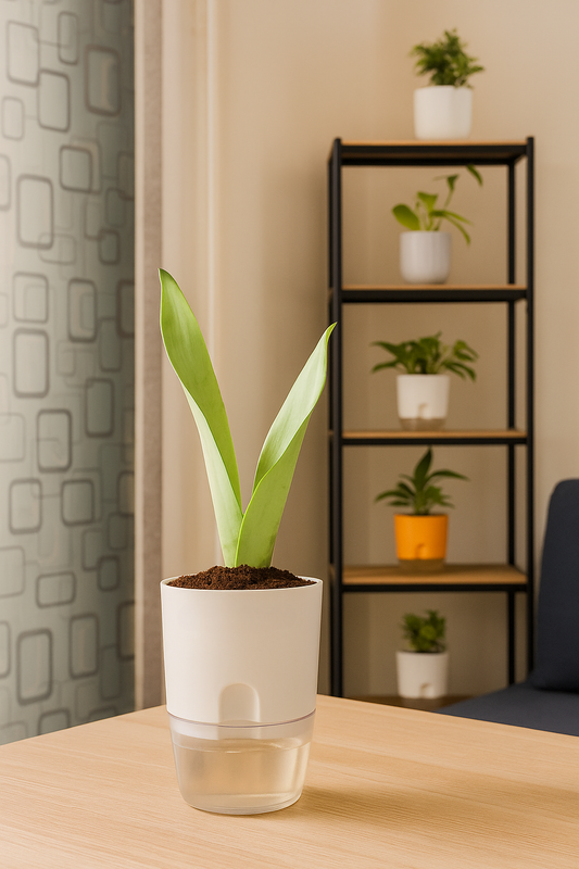 Sansevieria Moonshine (Snake Moonshine) Plant With Round Self Watering Pot