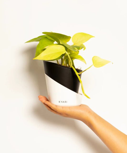 Golden Money Plant With Atlantis Self Watering Pot
