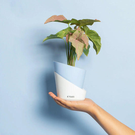 Syngonium Pixie White Butterfly With Atlantis Self Watering Pot