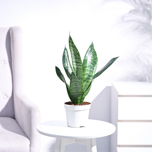 Sansevieria Green Snake Plant