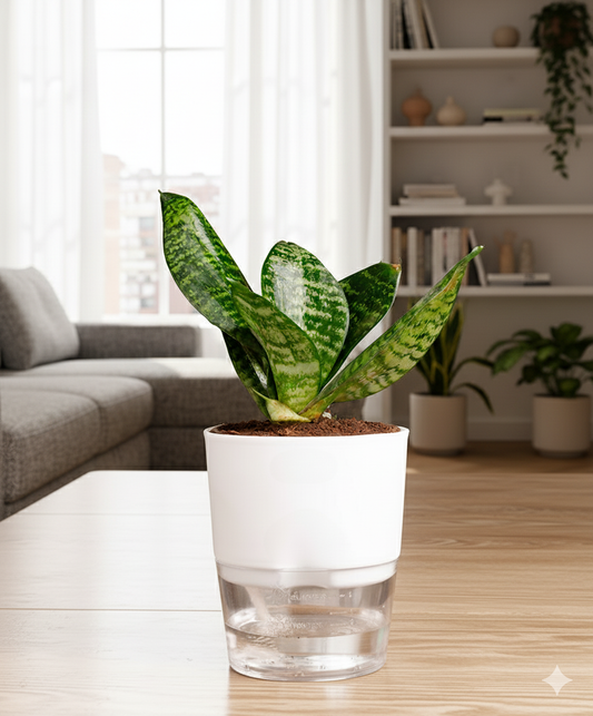 Sansevieria Green Snake Plant With Round Self Watering Pot