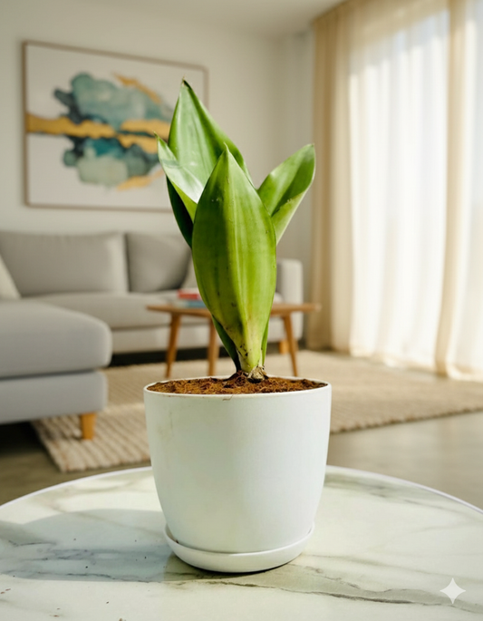 Snake Moonshine Plant with Everyday Pot