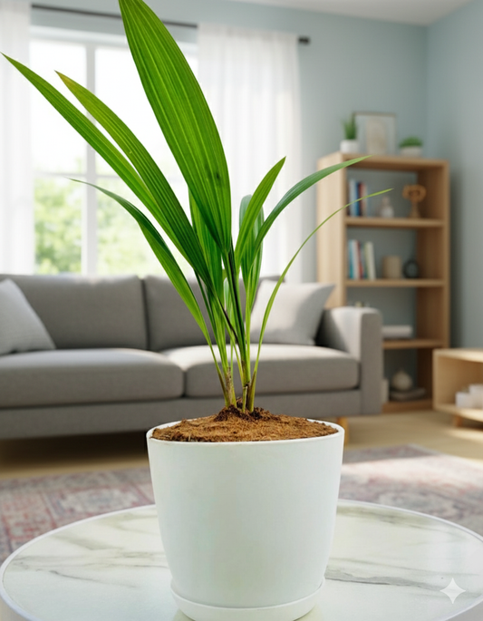 China Plam Plant with Everyday Pot