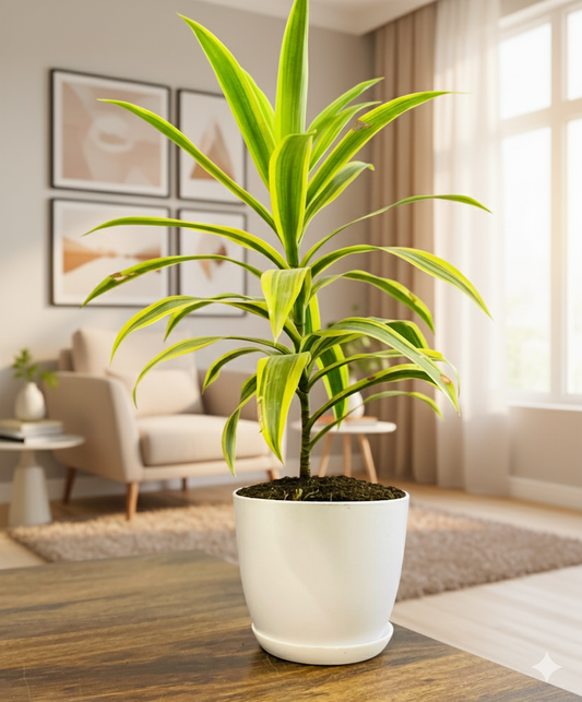 Dracaena reflexa (Song of India) Plant Everyday Pot