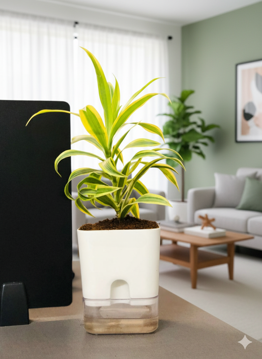 Dracaena reflexa (Song of India) Plant with Square Self-Watering Pot